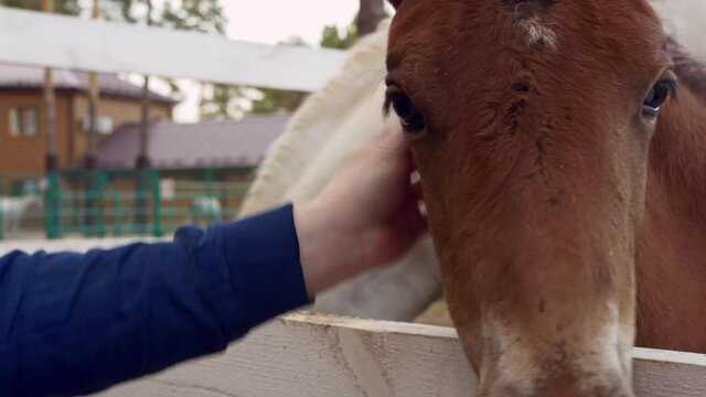 Close-up of a cute brown foal, a man scratches it behind the ear. The foal really enjoys stroking a person. Animal care on the farm. Rural life in the village.