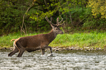 Red Deer (Cervus elaphus) in the river. The Bieszczady Mts., Carpathians, Poland.