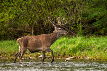 Red Deer (Cervus elaphus) in the river. The Bieszczady Mts., Carpathians, Poland.
