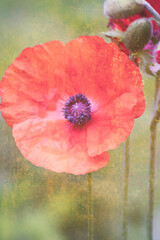 Closeup of red papaver or poppy flower, vertical, selective focus