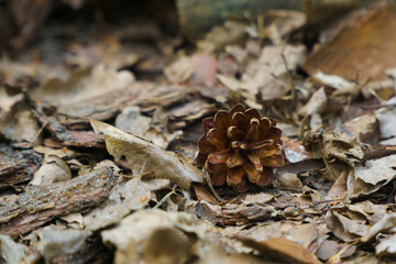 close up of a pine cone
