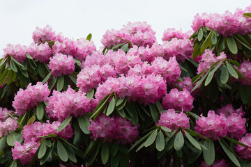 Closeup of pink nova zembla rhododendron on white background