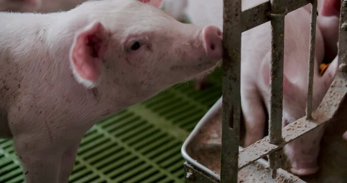 Pigs at Livestock Farm Pork Production Piglet Breeding