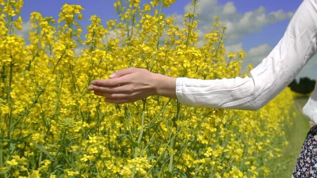 A woman walks through a rapeseed field, touches the rapeseed flowers with her hand. on a sunny summer day.