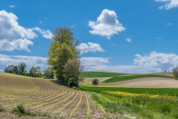 Neu angelegtes Maisfeld im Frühjahr