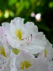 White flowers with a blurry background