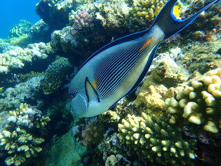 Sohal surgeonfish or sohal tang or arabian surgeonfish (Acanthurus sohal) undersea, Red Sea, Egypt, Sharm El Sheikh, Nabq Bay