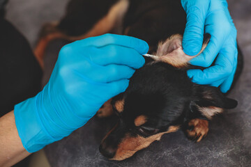 Process of cleaning dog ear, vet cleans dog ears with cotton swab, small breed dog ear examination close up view at veterinary clinic, pet care and hygiene concept - obrazy, fototapety, plakaty