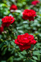 Red roses bush blooming in the garden. summer background. selective focus. gardening and landscaping. colorful flowers