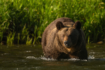 Obraz na płótnie Canvas Brown Bear, Bieszczady, Carpathians, Poland.