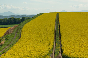 菜の花, 菜の花畑, なのはな, 菜花