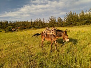 horse in the field