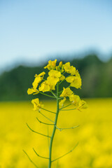 Obraz premium 菜の花, 菜の花畑, なのはな, 菜花