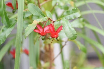 Ochna serrulata. Mickey-Mouse plant. Ochnaceae evergreen shrub.