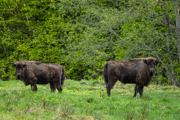 European Bison (Wisent) /Bison bonasus/ The Bieszczady Mts., Carpathians, Poland.
