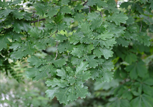 Oak quercus pubescens leaves branch. Green nature. Springtime.