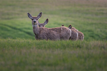 2021-05-09 SEVERAL WHITE TAIL DEER IN A ALFALFA FIELD IN MONTANA