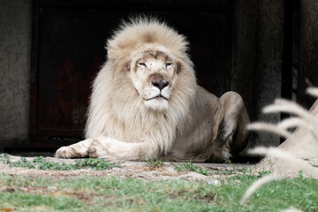 Huge white lion in the zoo