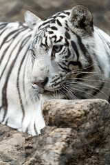 Big white tiger in the zoo