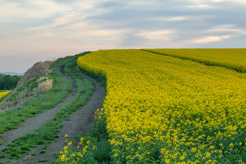 Obraz premium 菜の花, 菜の花畑, なのはな, 菜花