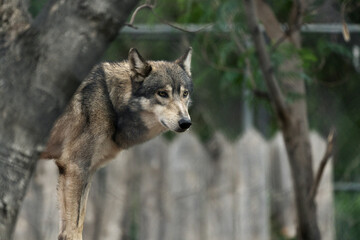 Huge Canadian wolf in the forest