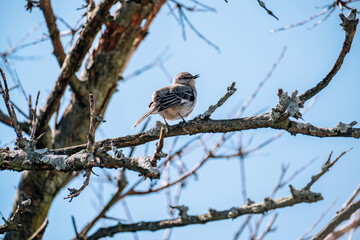 House Sparrow standing on the street in spring New York