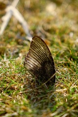 broken butterfly wing on the grass