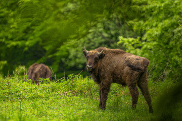 European Bison (Wisent) /Bison bonasus/ The Bieszczady Mts., Carpathians, Poland.