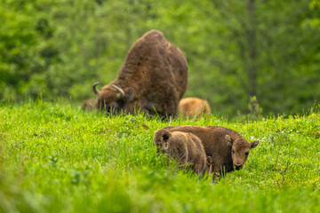 European Bison (Wisent) /Bison bonasus/ The Bieszczady Mts., Carpathians, Poland.