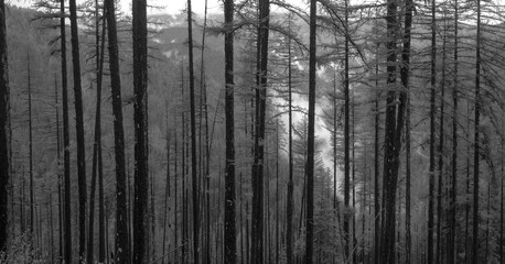 Fototapeta premium Tree lines with fog in black and white
