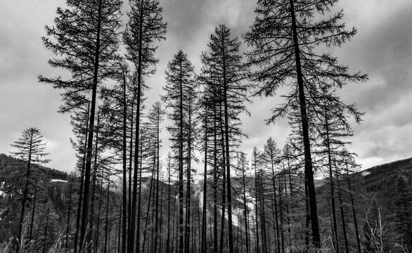 Tall stand of trees in black and white