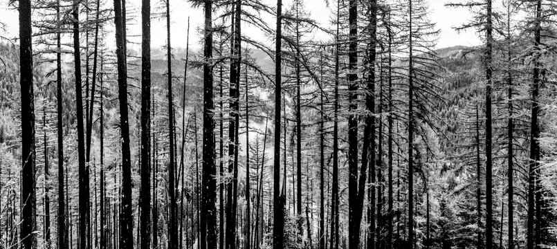 Forest of trees in black and white