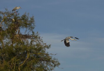 Grays herons, Ardea cinerea Linnaeus, Hérons cendrés.