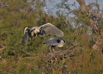 Grays herons, Ardea cinerea Linnaeus, H&eacute;rons cendr&eacute;s.