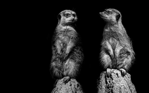 merkat suricata sitting and watching some predator - bw photo
