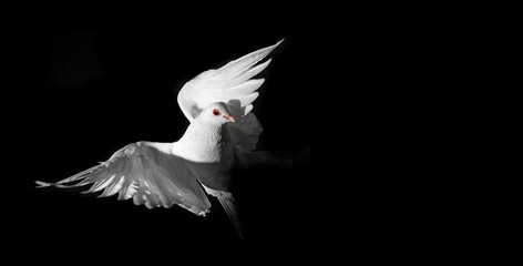  a white pigeon - Powered by Adobe