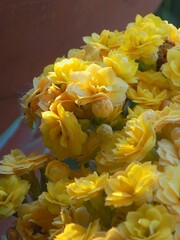 bouquet of yellow roses