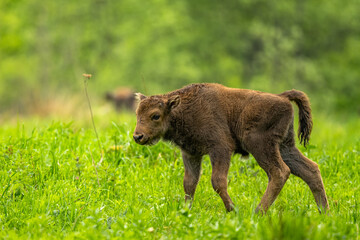 Fototapeta premium European Bison (Wisent) /Bison bonasus/ The Bieszczady Mts., Carpathians, Poland.