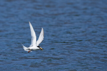 Fototapeta premium little tern