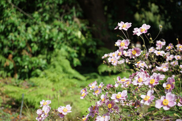 flowers in spring