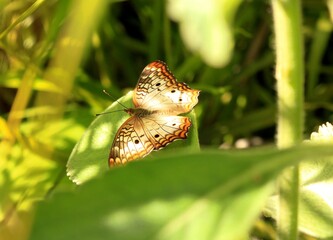 repouso da borboleta