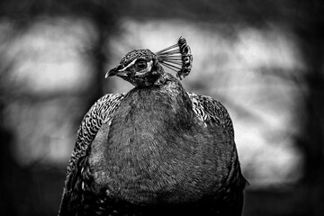 peacock on black and white background