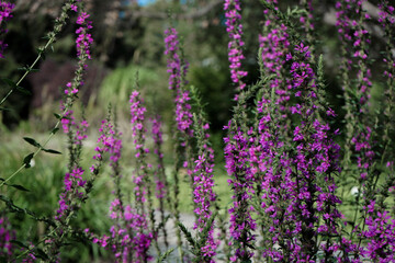Obraz premium field of lavender