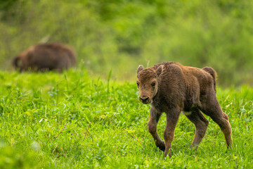 European Bison (Wisent) /Bison bonasus/ The Bieszczady Mts., Carpathians, Poland.