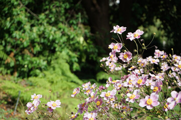 flowers in the garden