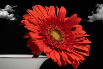 Gerbera