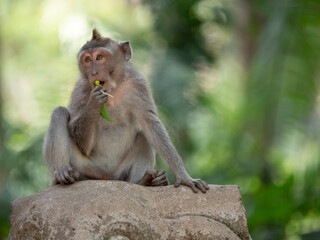 Naklejka na ściany i meble Macaque having a snack