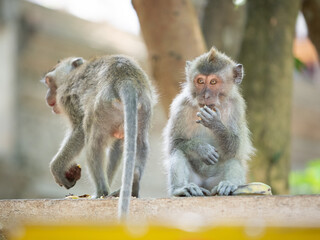 Macaque having a banana