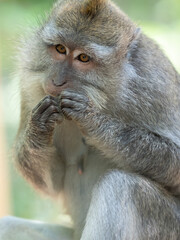 Macaque eating fruit