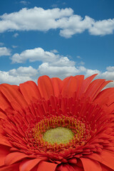 Gerbera